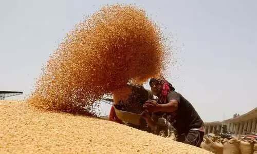 Wheat arrivals in Punjab cross 100 lakh metric tonne Wheat arrivals in Punjab cross 100 lakh metric tonne