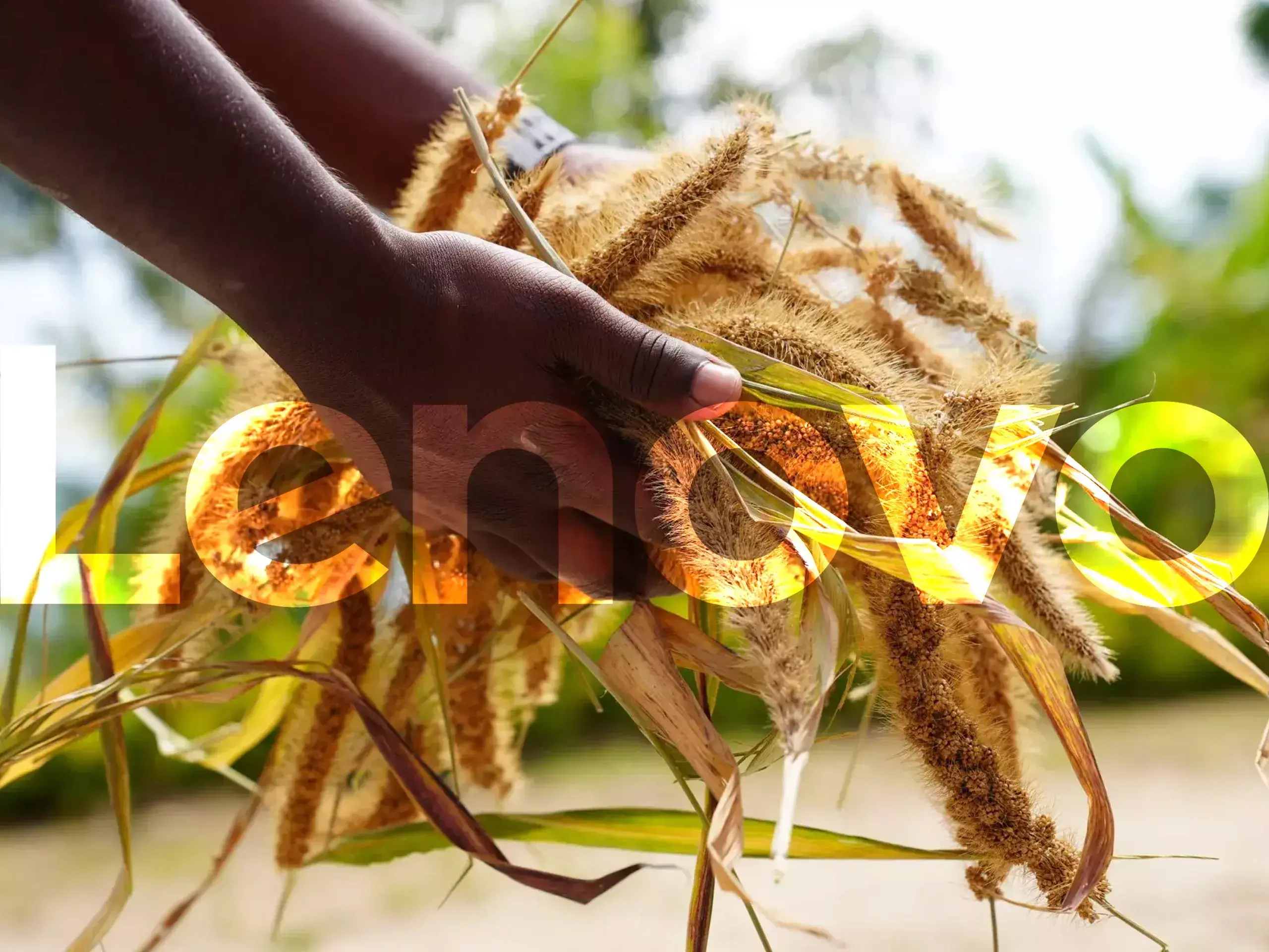 chinese tech firm lenovo backs idukki farmers to revive indigenous millets varieties chinese tech firm lenovo backs idukki farmers to revive indigenous millets varieties