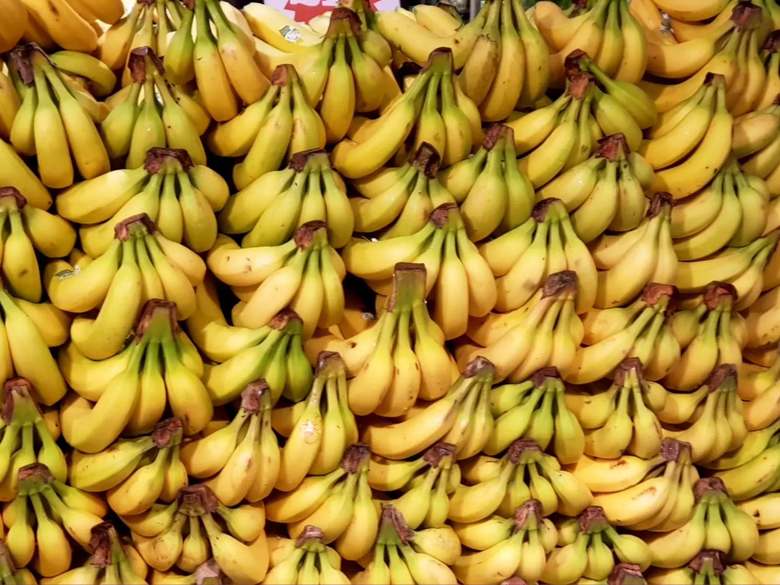 as sea-protocol succeeds, india aiming to export banana worth $1 billion in 5 years as sea-protocol succeeds, india aiming to export banana worth $1 billion in 5 years