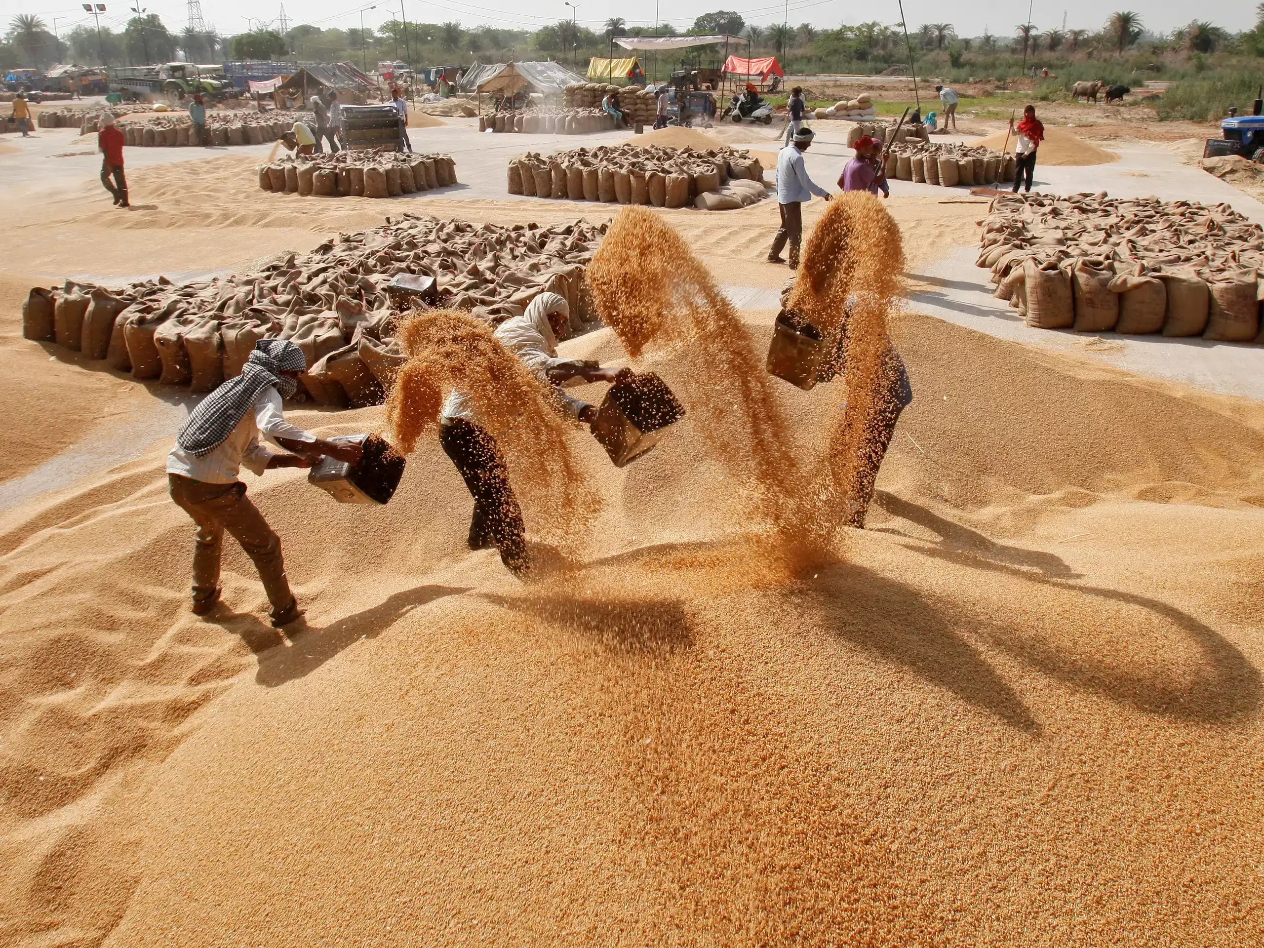 govt. expects better wheat harvest this year govt. expects better wheat harvest this year