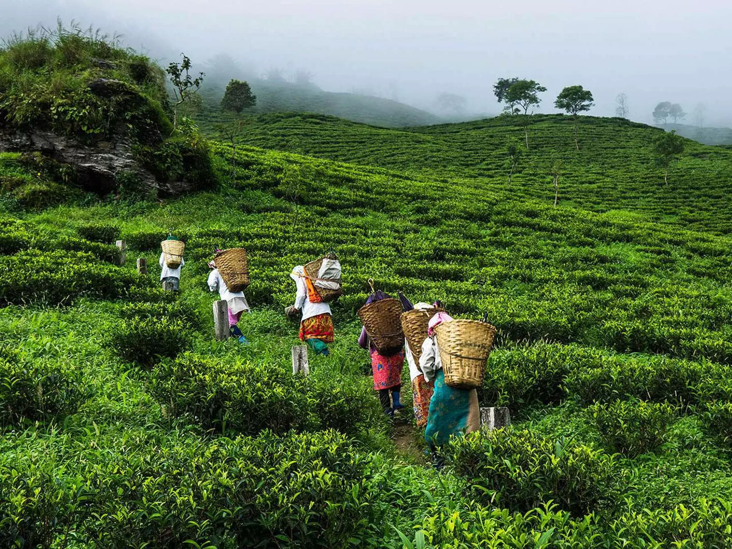 kerala to open single-window system to speed up convertion of plantation land for other purpose kerala to open single-window system to speed up convertion of plantation land for other purpose