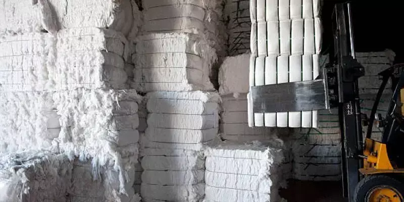 Cotton output likely to be down 8% in 2023-24, says CAI Cotton output likely to be down 8% in 2023-24, says CAI
